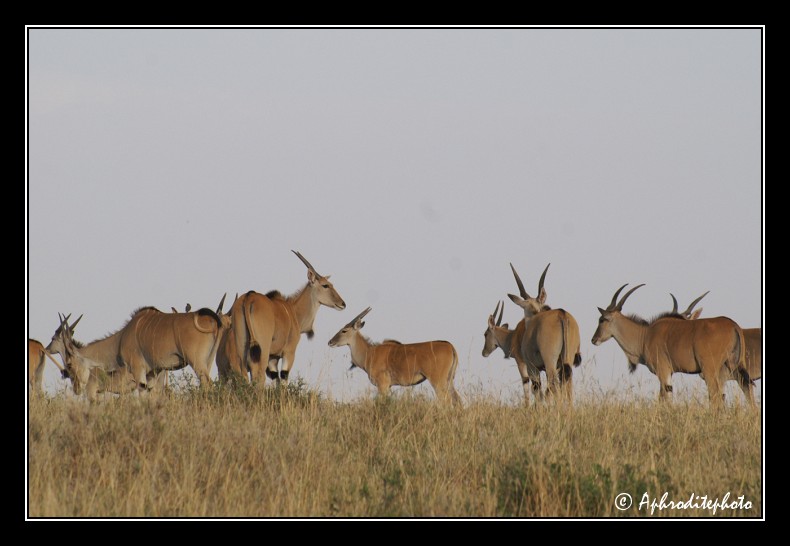 39 Safari Kenya
